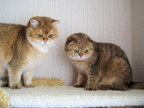 Золотые шотландские котята в Казани
