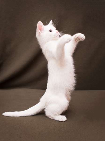 Маленькое чудо Яшенька, милейший белоснежный котенок в дар в Москве фото 3