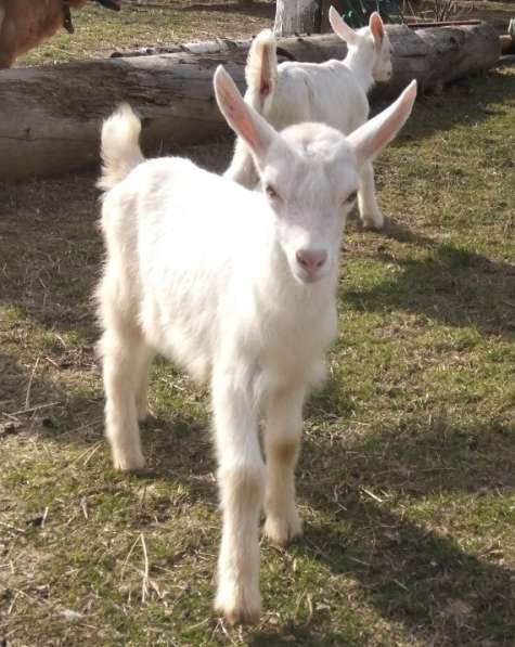 Чистопородные зааненские козлики в Голицыне фото 23