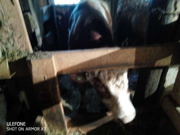 Продам быков от 500-700кг 8 шт в Волгограде фото 3