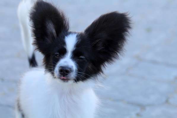 Продается щенок папийона в Краснотурьинске фото 4