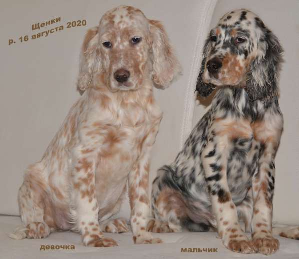 Английский сеттер щенки из элитного питомника в Москве фото 145