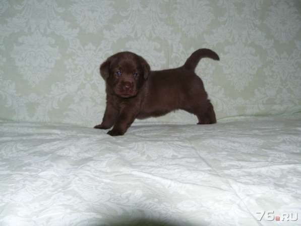 Шоколадный щенок лабрадора в Ярославле фото 5