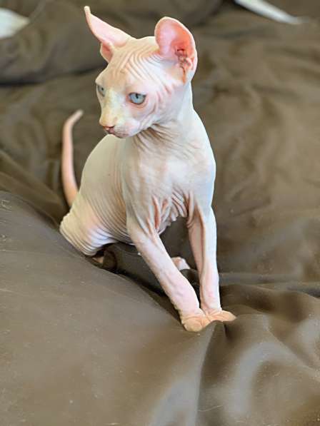 Малыш эльф Male elf cream в Москве