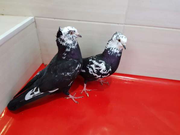 Продам голубей порода Ростовские Статные в фото 3