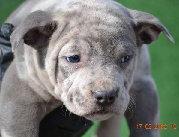 Американ Булли голубой мерле Мальчик хулиган в фото 15