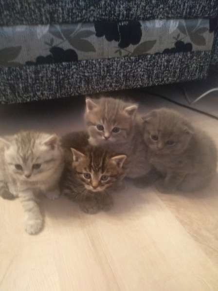 Шотландские вислоухие в Павлове