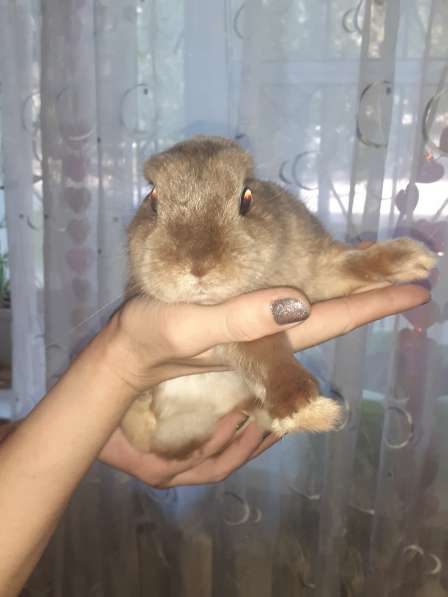 Продам кроликов породы Рекс в Челябинске фото 3
