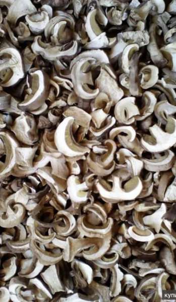 Белый сухой гриб 800 кг в Краснодаре