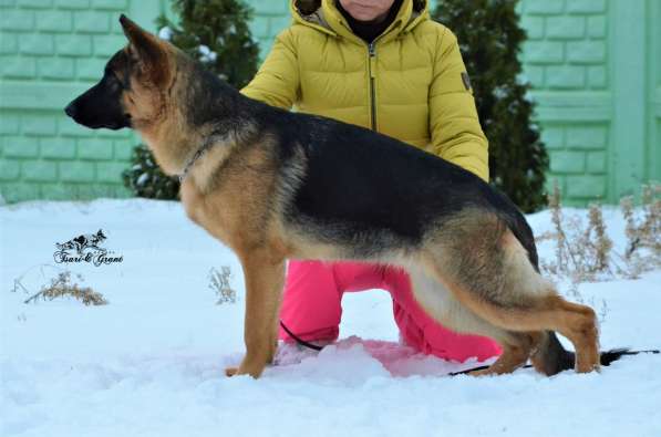 Немецкая овчарка в фото 17