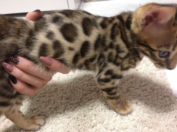 Бенгальские котята в фото 5