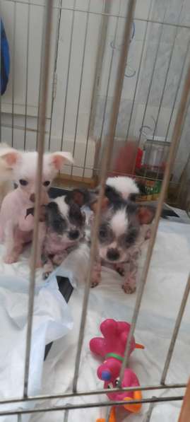 Продам очаровательных щенков Китайской хохлатой в Дубне фото 5