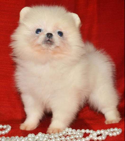 Померанский шпиц в фото 4