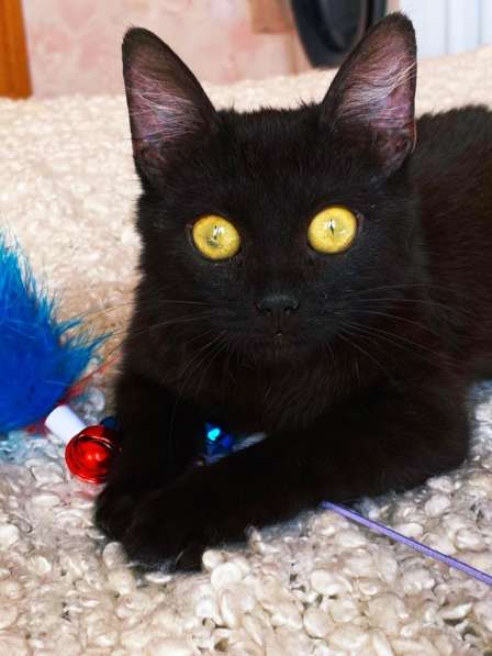 Котенок даром в Москве