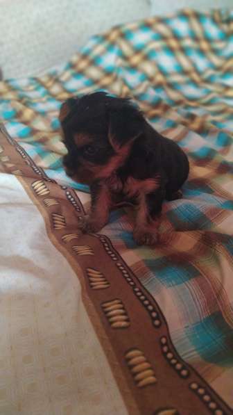 Продам щенков мини йоркширский терьер в фото 9