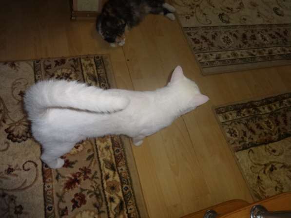 Белый голубоглазый котик као мани приглашает на вязку в фото 3