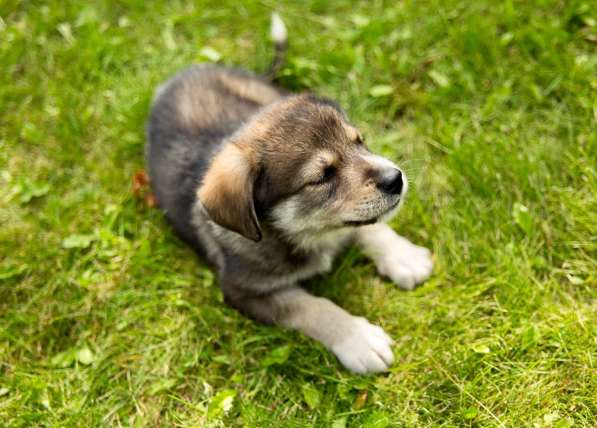 Необычайные малютки-детки щенки в дар!!! в Москве фото 4