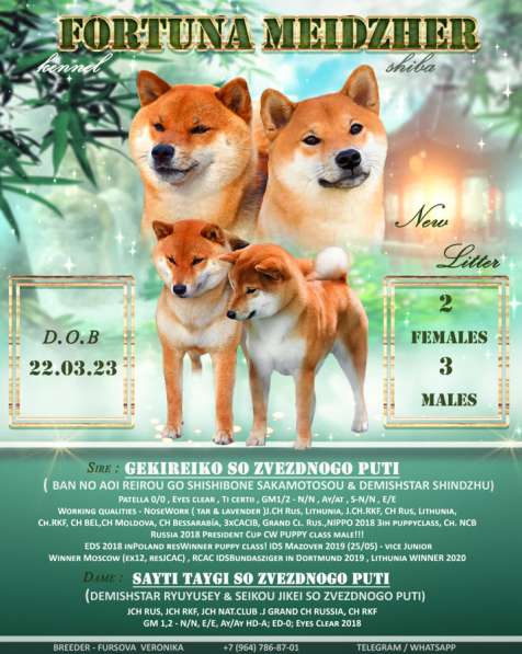 Высокопородные щенки сиба ину! в Москве