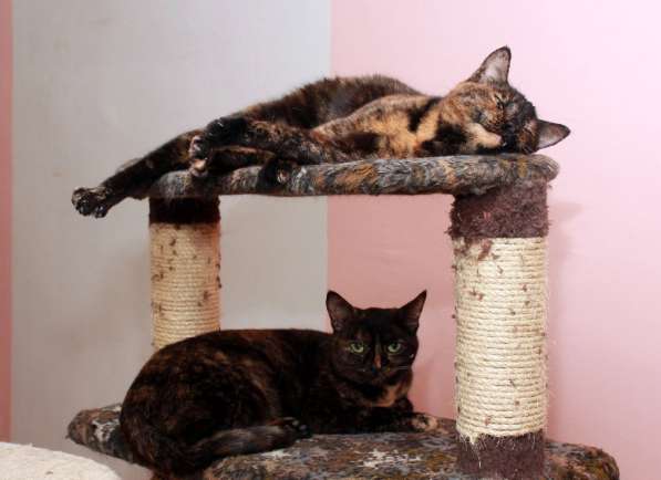 Котенок в добрые руки. Крошка пеструшка в Калуге фото 32