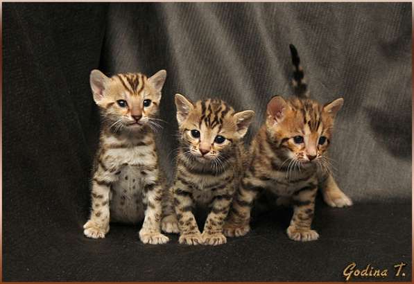 Бенгальские гибридные котята Ф2