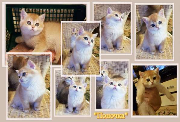 Британские золотые шиншиллы в Подольске фото 12