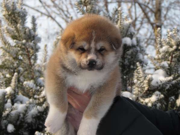 Супер щенок акита -ину в Петрозаводске