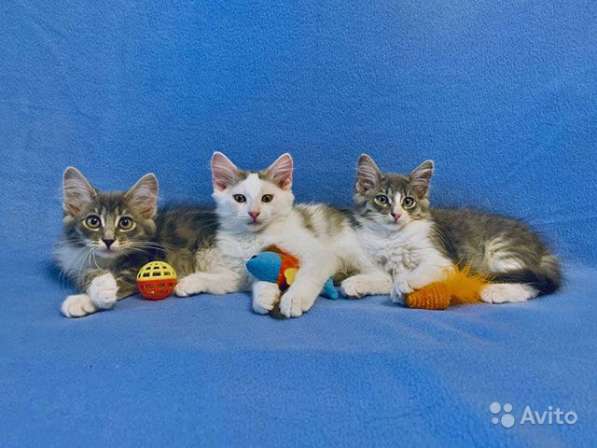 Домашние котята-малыши Кузя, Ника и Мика в дар