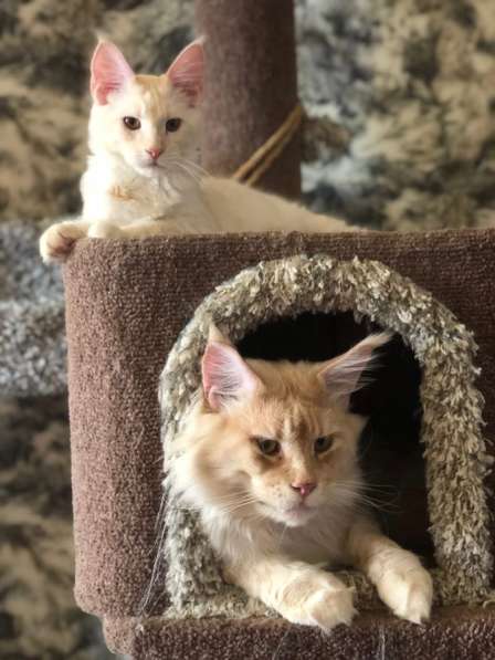 Котята и коты Мейн-кун в фото 11