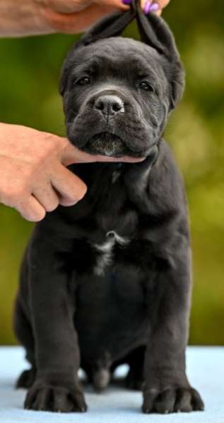 Кане - Корсо. Black в фото 7