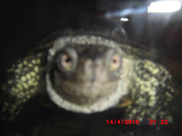 Болотные черепахи в Добрянке фото 5