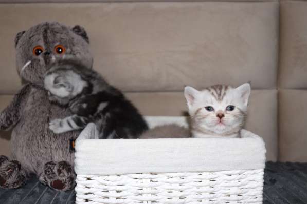 Британские мраморные котята табби в Красноярске фото 5