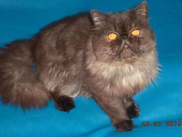 Персидский кот Чемпион WCF для вязок