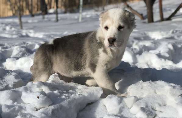 Щенок среднеазиатской овчарки (алабай) из питомника в Красноярске фото 6