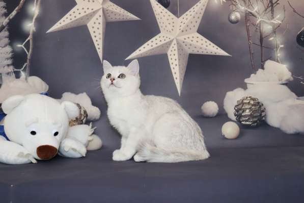 Шотландские котята в Москве фото 5