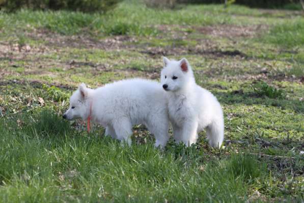 Щенки БШО в Москве фото 36