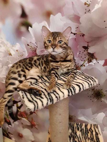 Бенгальские котята в Москве фото 3