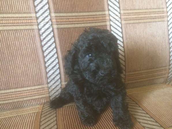 Продаются щенки той пуделя (миниатюрные) в Подольске фото 7