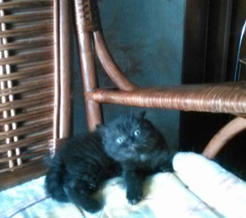 Породистый котенок в Санкт-Петербурге фото 5