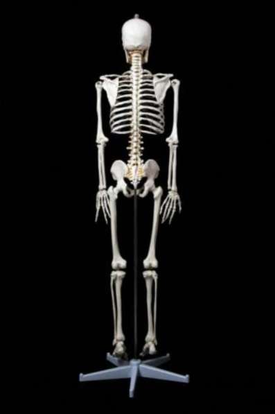 Анатомическая Модель скелета человека в натуральную величину в Москве фото 3