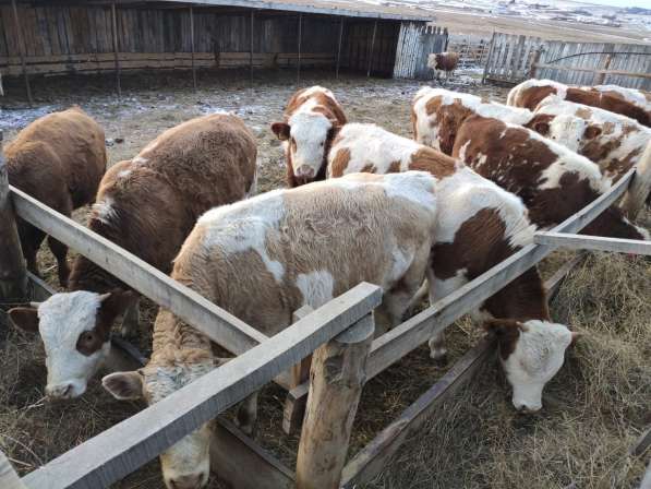 Коровы из России в Сибае фото 6