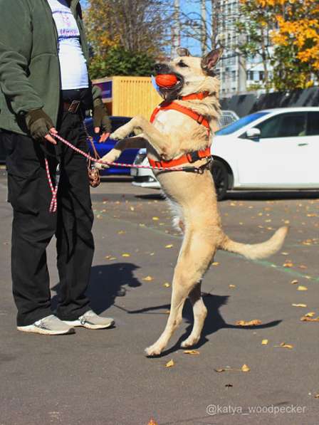 Обаятельный красавец Шумахер, молодой особенный пес в дар в Москве фото 6
