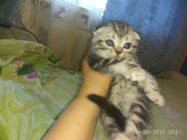 Котята от 2000 кот британец на вязку 1500 в Костроме фото 5