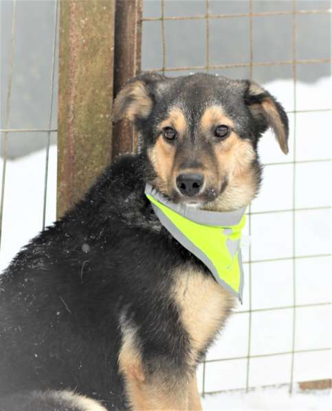 Чудесная малышка Бэмби ищет семью! в Москве фото 12