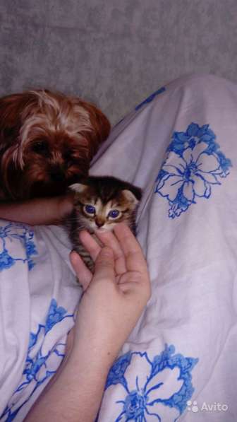 Британский котенок девочка в Барнауле фото 6