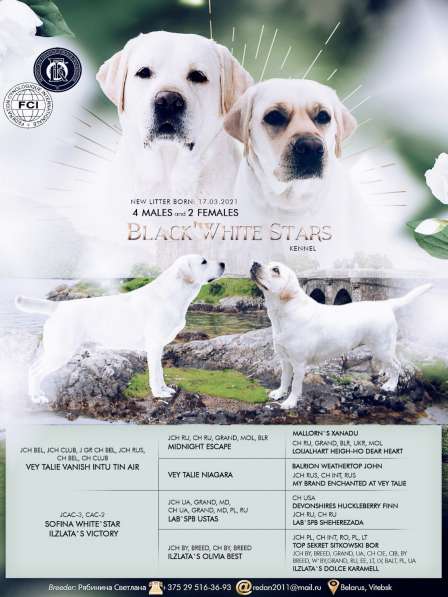 Высокопородная девочка Лабрадор Ретривер в фото 4