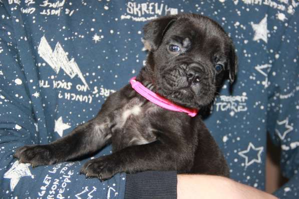 Девочка Кане Корсо чёрного окраса в Москве