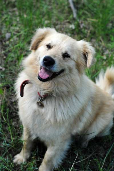 Песик Потап - рыже-кремовая муфта для сердца! в Москве фото 11