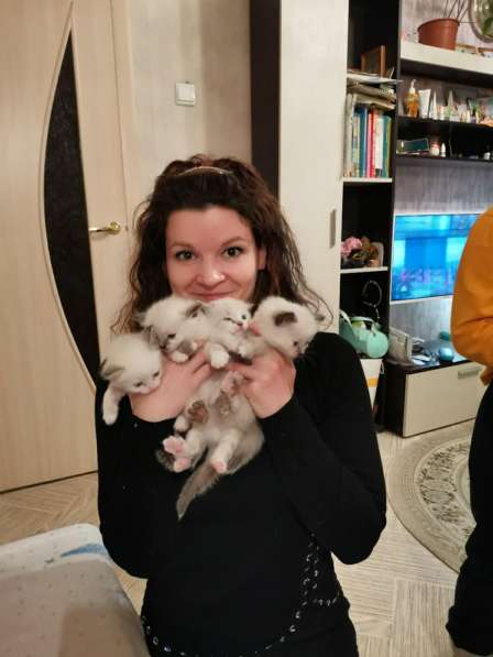 Продаются невские котята в Челябинске