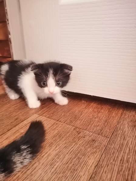 Котята в Новосибирске фото 11