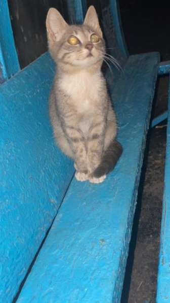 Потерялся маленький котенок в Москве фото 3